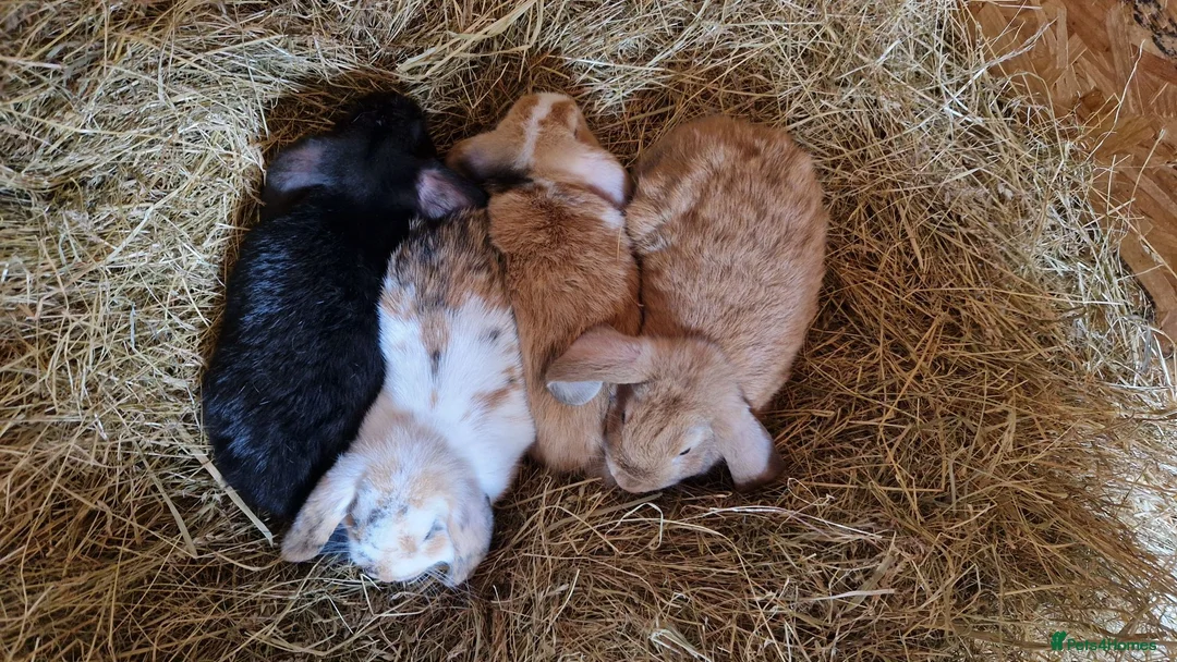 Mini Lop rabbits for sale: 4 gorgeous mini lop rabbits for sale - Advert 2