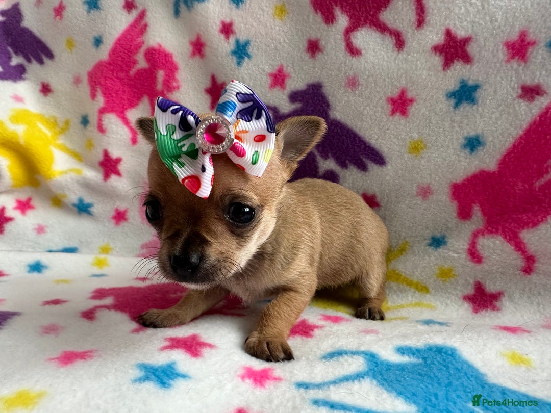 Chihuahua dogs for sale: Chihuahua pup  - Image 9