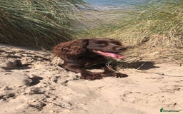 Cocker Spaniel dogs for sale: K.C. Well bred chocolate working cocker spaniels - Image 19
