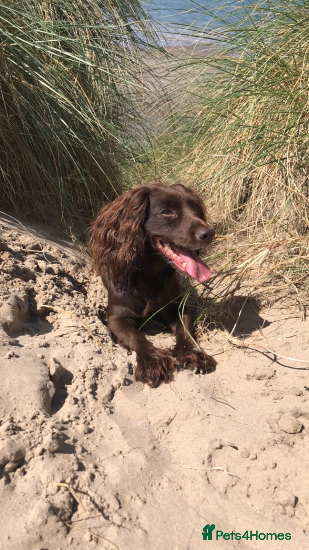Cocker Spaniel dogs for sale: K.C. Well bred chocolate working cocker spaniels - Image 19