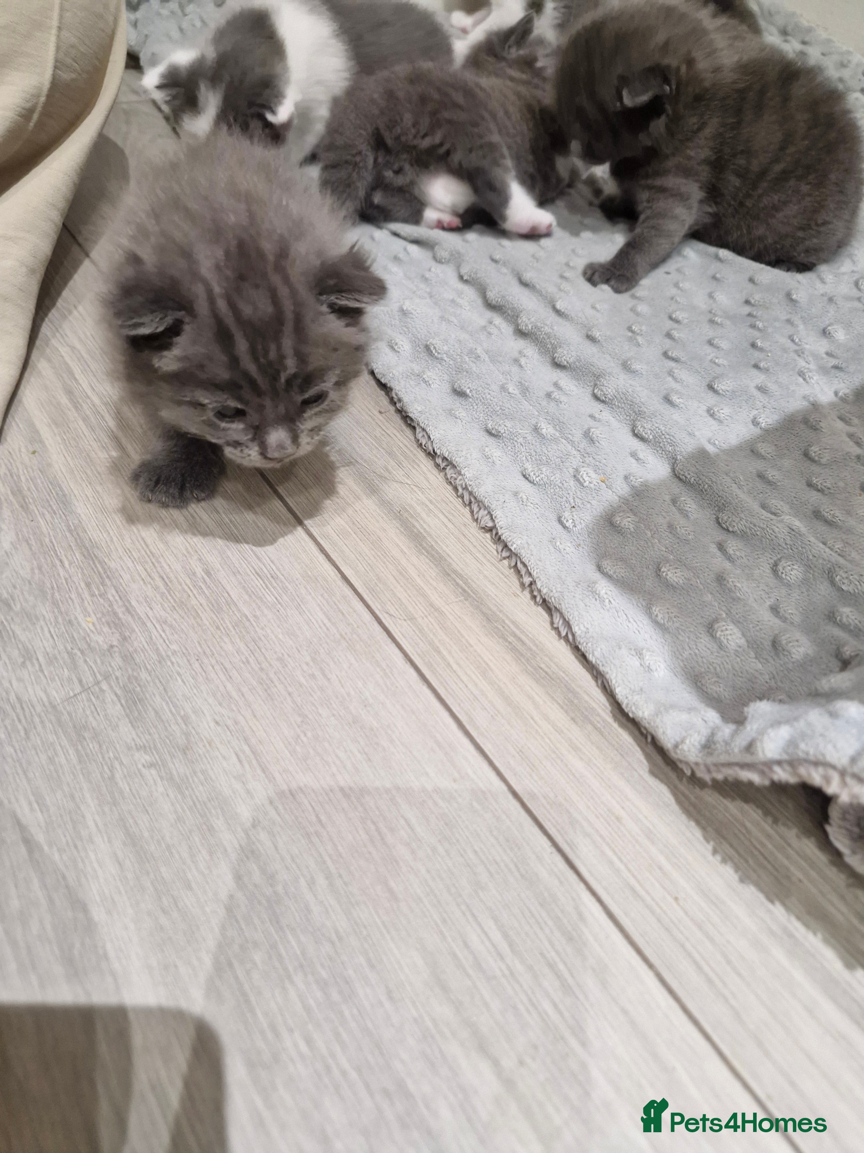 Domestic Shorthair cats 3 little princess and 3 little prince for sale  - Advert 2