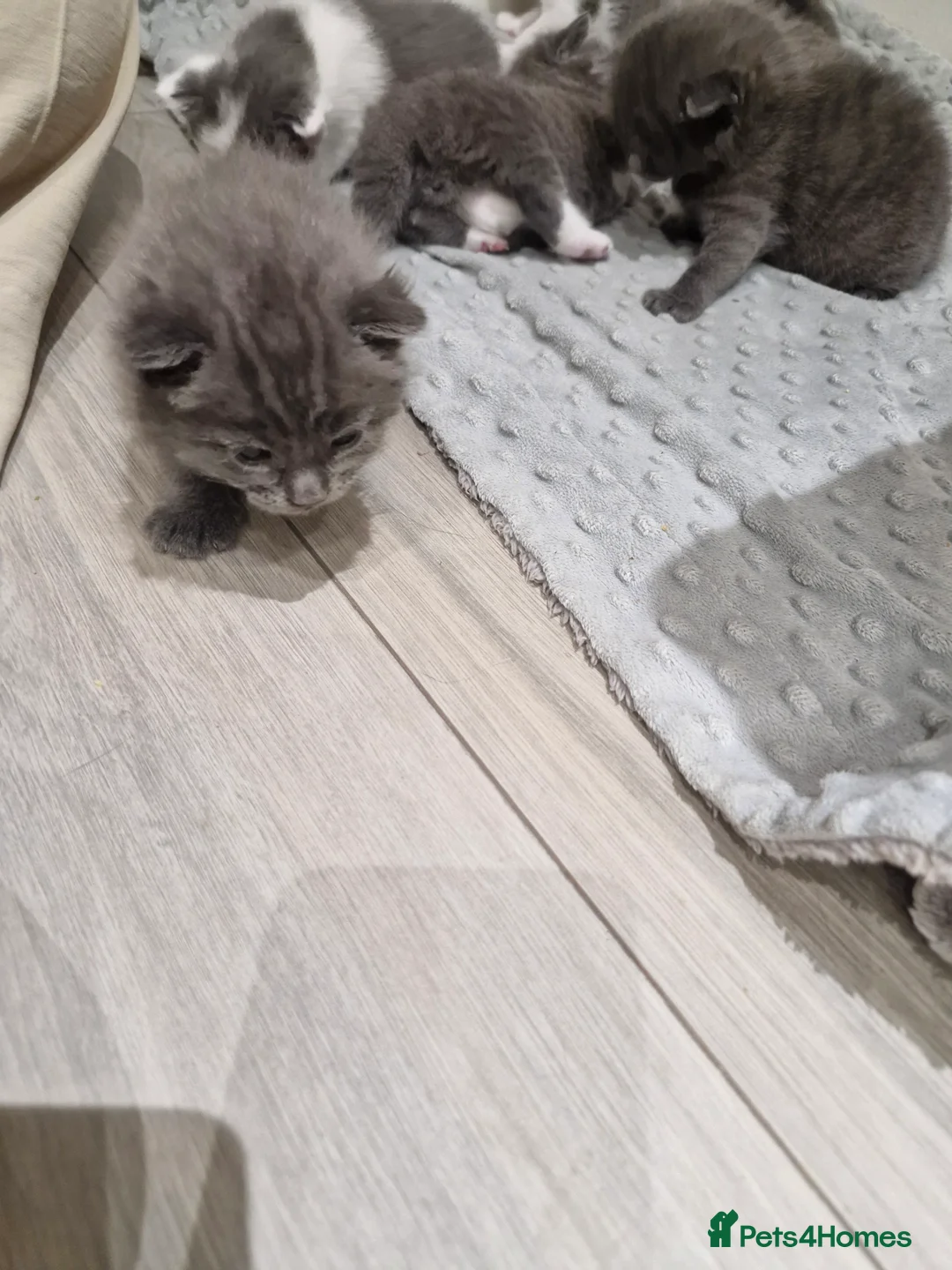 Domestic Shorthair cats for sale: 3 little princess and 3 little prince for sale  - Advert 1