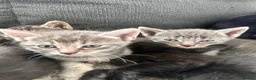 Bengal cats for sale: 🩶 Silver & Black Bengal x Bombay Kittens - Advert 10