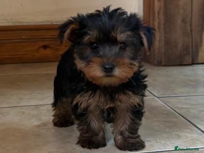 Yorkshire Terrier dogs Yorkshire Terrier  - Advert 10