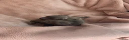 Italian Greyhound dogs for sale: PETITE KC Italian greyhound puppies Europ. lineage - Advert 13