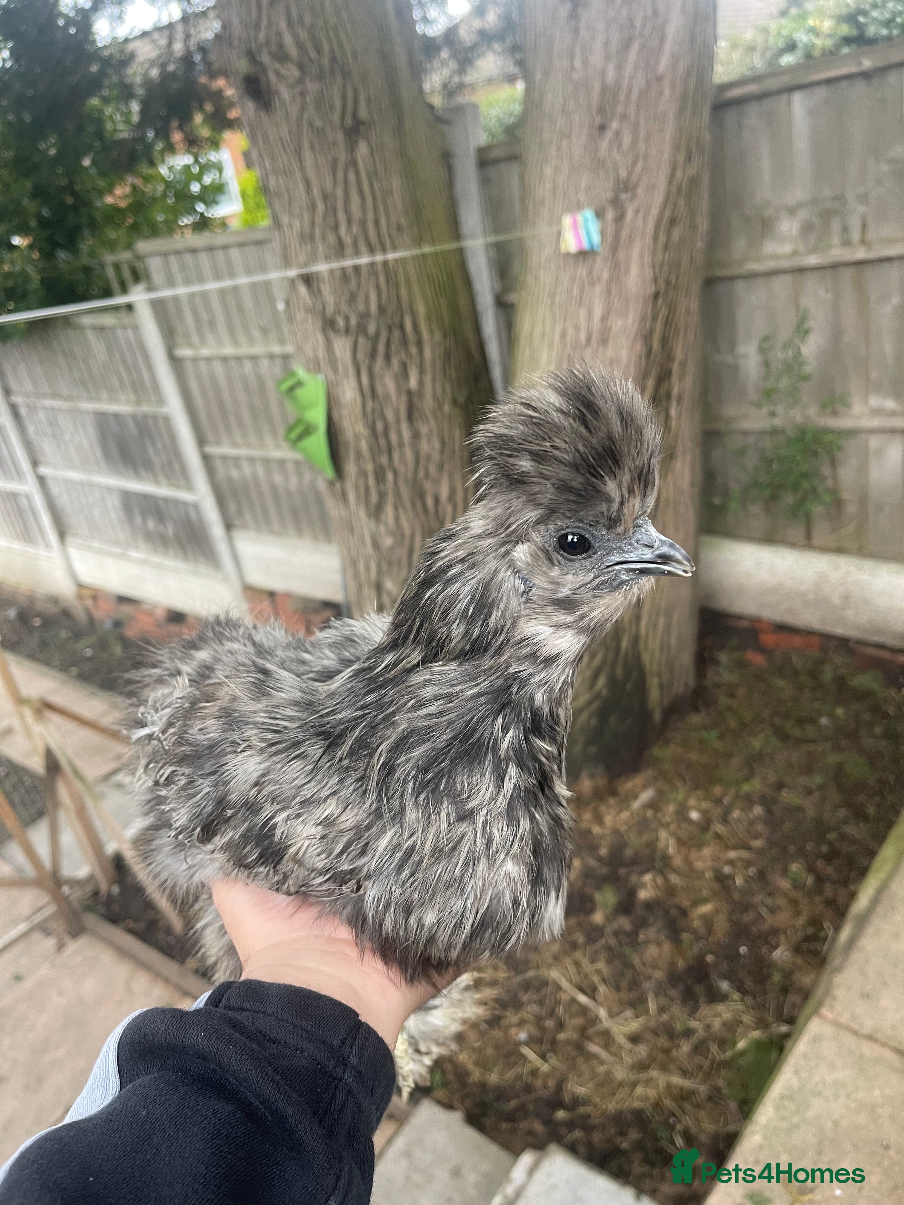 Chickens poultry Silkies in Birmingham - Advert 1