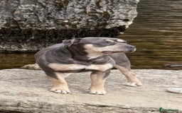 American Bull Staffy dogs for sale: Adorable American Staffordshire Terrier Puppies - Image 10