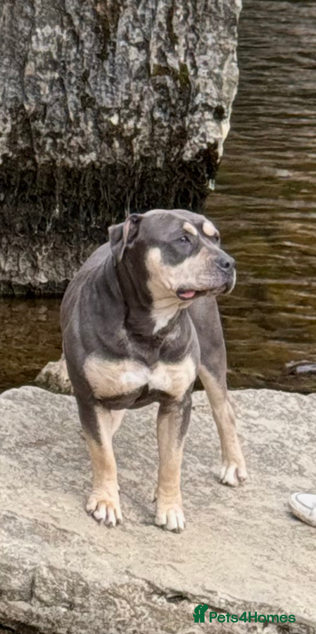 American Bull Staffy dogs for sale: Adorable American Staffordshire Terrier Puppies - Image 10