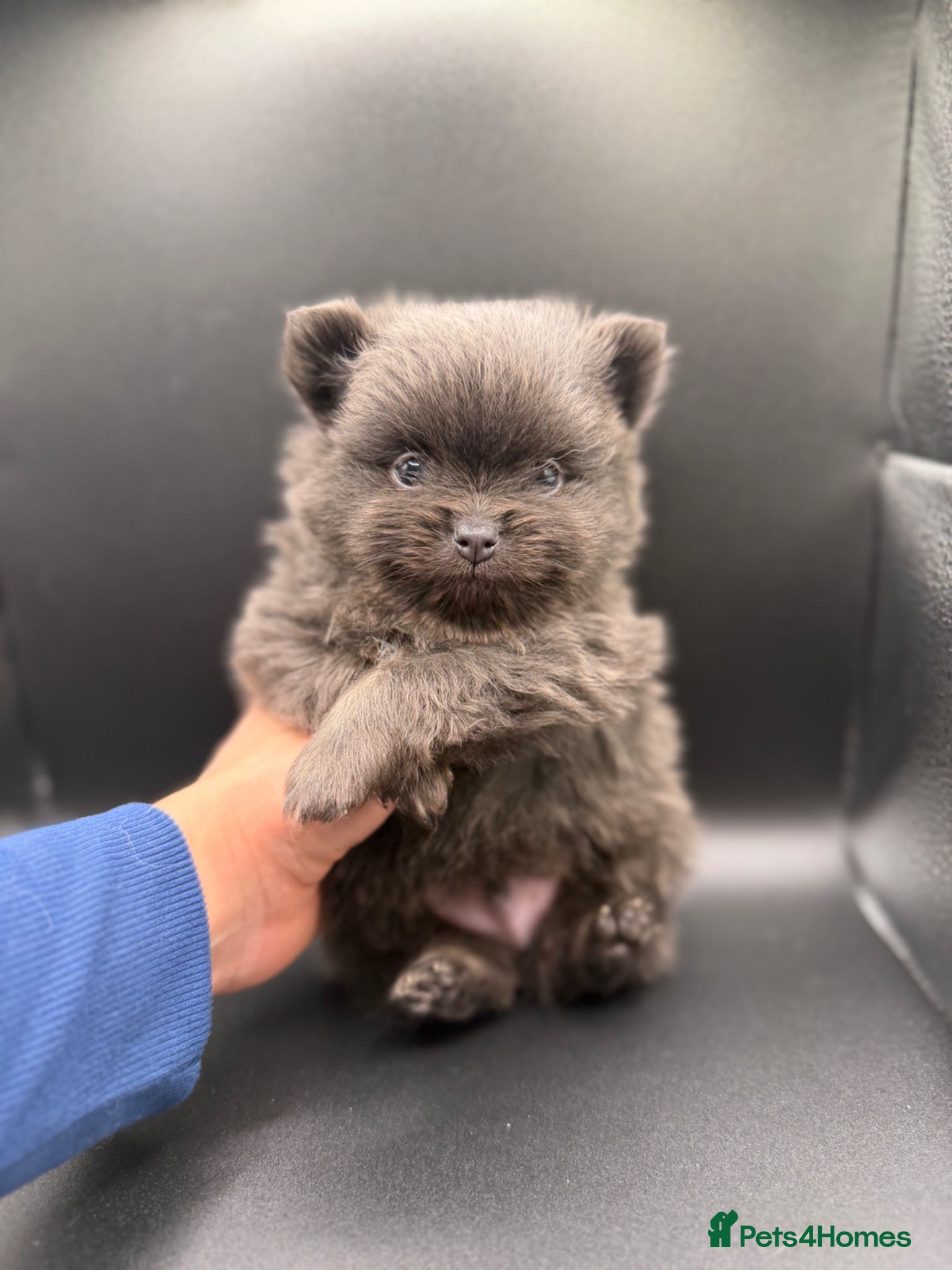Pomeranian dogs Mini Pomeranian Puppies KCRegistered Milton Keynes - Advert 7