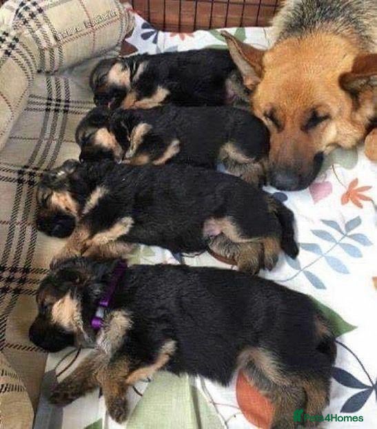 German Shepherd dogs for sale: Five lovely German shepherd puppies ready now  - Advert 4