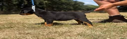 Rottweiler dogs for sale: ⭐️ Best Breeding in the UK 🇬🇧 ⭐️ - Advert 9