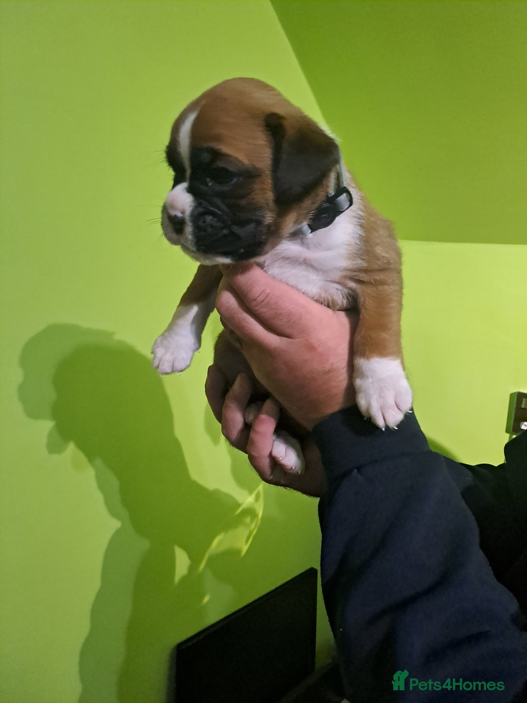 Boxer dogs for sale: Bobtail/tailed Boxer puppies.❤️ - Image 4