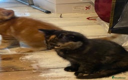 Mixed Breed cats for sale: Friendly kittens ginger boy and  torty girl - Image 10