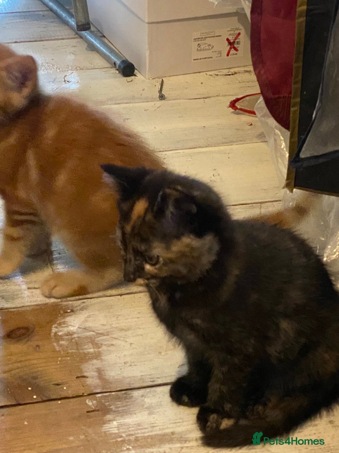 Mixed Breed cats for sale: Friendly kittens ginger boy and  torty girl - Image 10