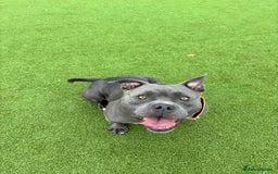 American Bully dogs for sale: Pocket bully top bloodline  - Image 1
