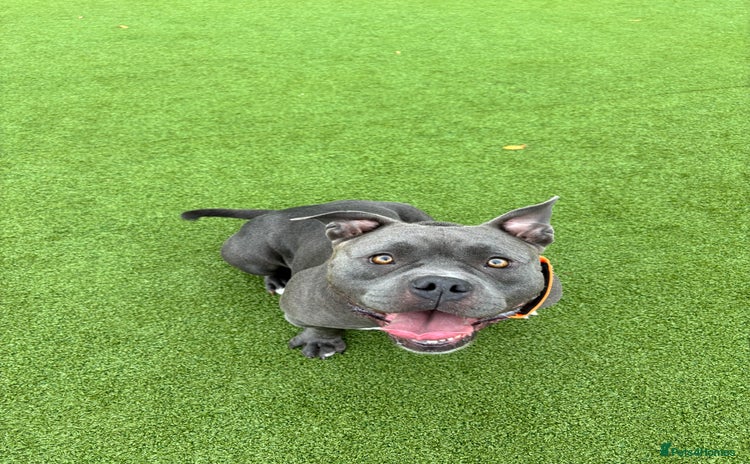 American Bully dogs - Advert 3