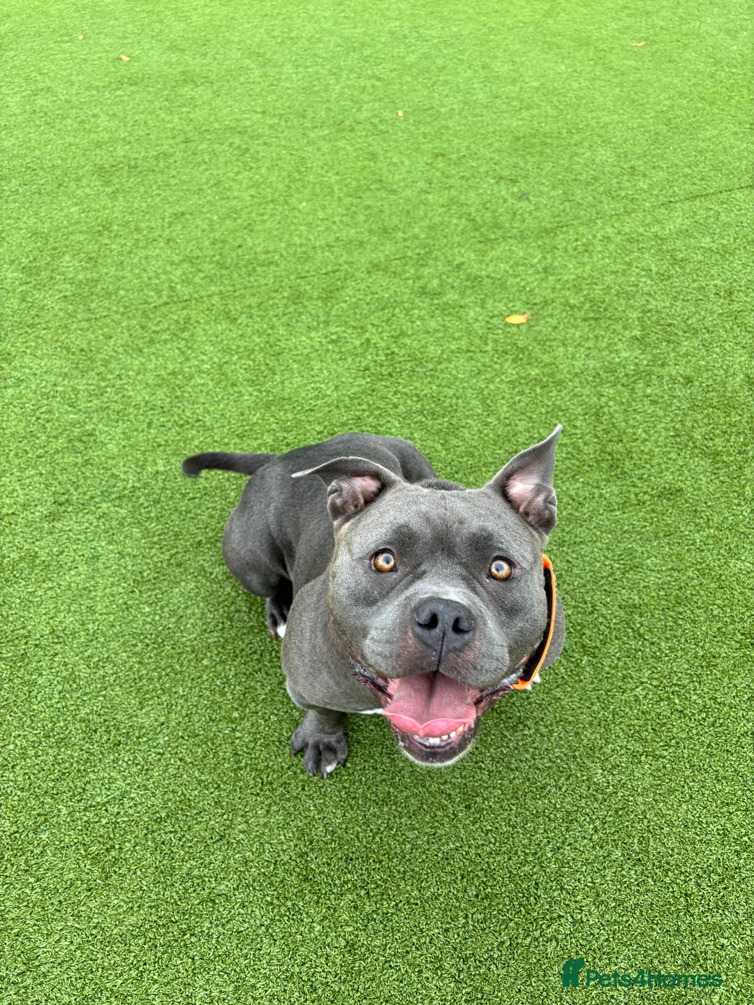 American Bully dogs for sale: Pocket bully top bloodline  - Image 1