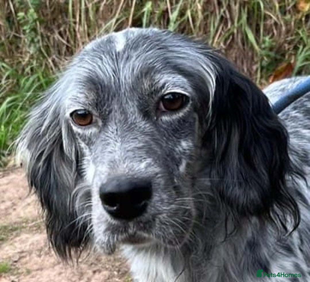 English Setter dogs for adoption: Cata  - Image 12