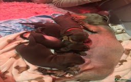 Miniature Dachshund dogs for sale: Extensively health tested Miniature dachshund  - Advert 6