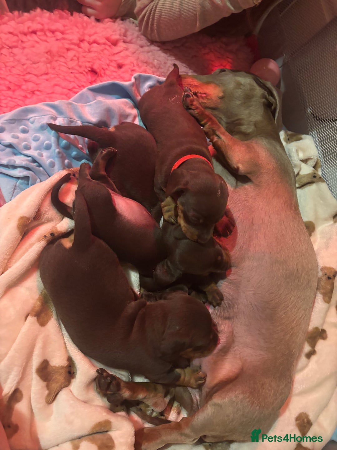 Miniature Dachshund dogs for sale: Extensively health tested Miniature dachshund  - Advert 6