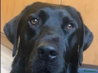 Labrador Retriever dogs in Blackburn - Advert 29