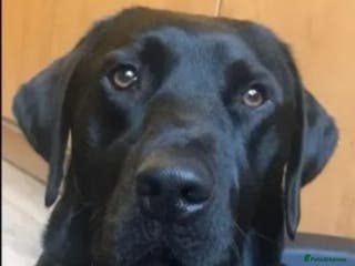 Labrador Retriever dogs 🐶✨KC reg handsome boy for stud✨🐶 in Blackburn - Advert 24