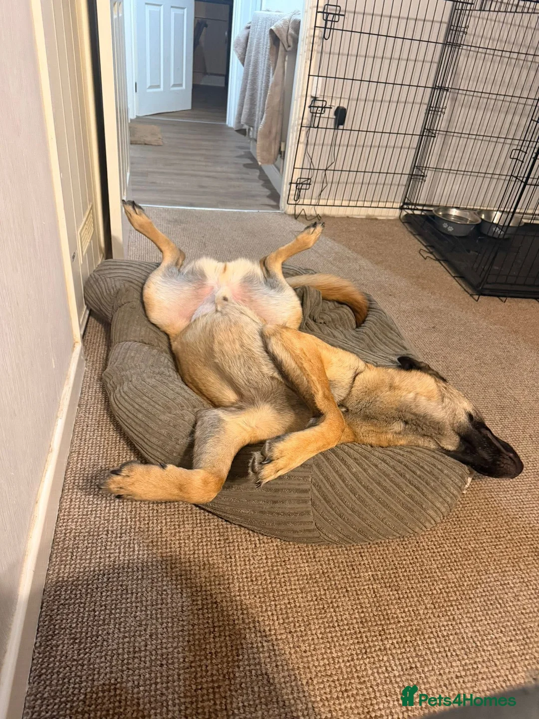 Mixed Breed dogs for adoption: Harley majestic Mali cross  - Advert 2