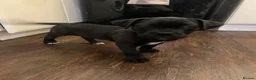 Cane Corso dogs for sale: Cane corso puppy (female)  - Advert 3