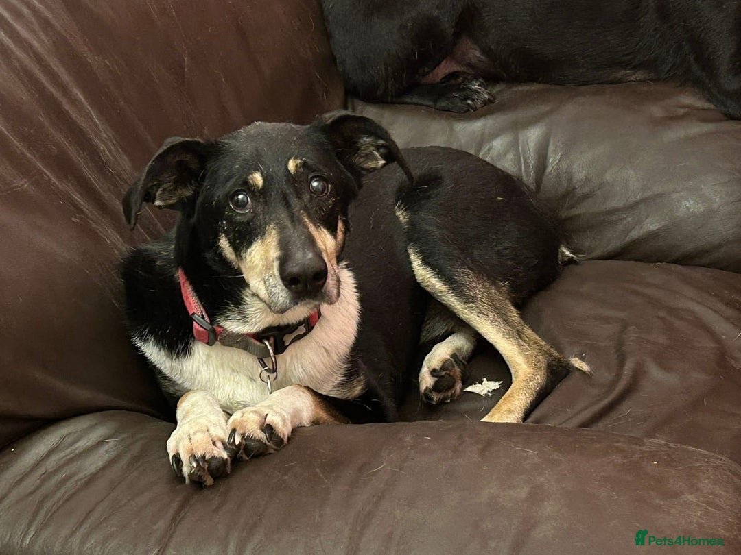 Mixed Breed dogs for adoption: Lottie - Norwich Norfolk  in Norwich - Advert 22