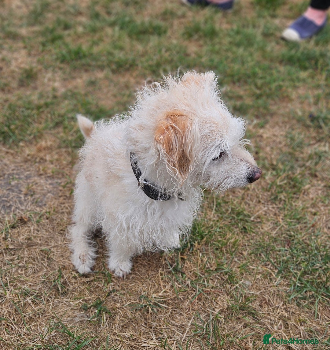 Jack Russell dogs for sale: Beautiful scruffie - Image 6