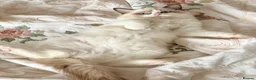 Ragdoll cats for sale: 💠🐈 TICA REG 🌟 EUROPEAN RAGDOLL KITTENS 🐈💠 - Advert 9