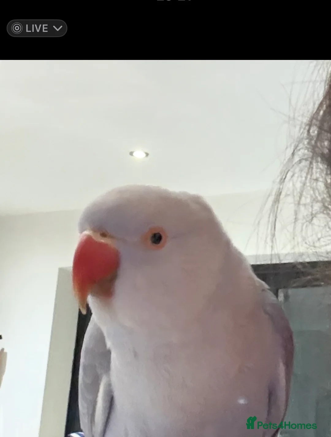 Ringnecks birds for sale: Silly Tame & trained talking Indian Ringneck - Advert 3