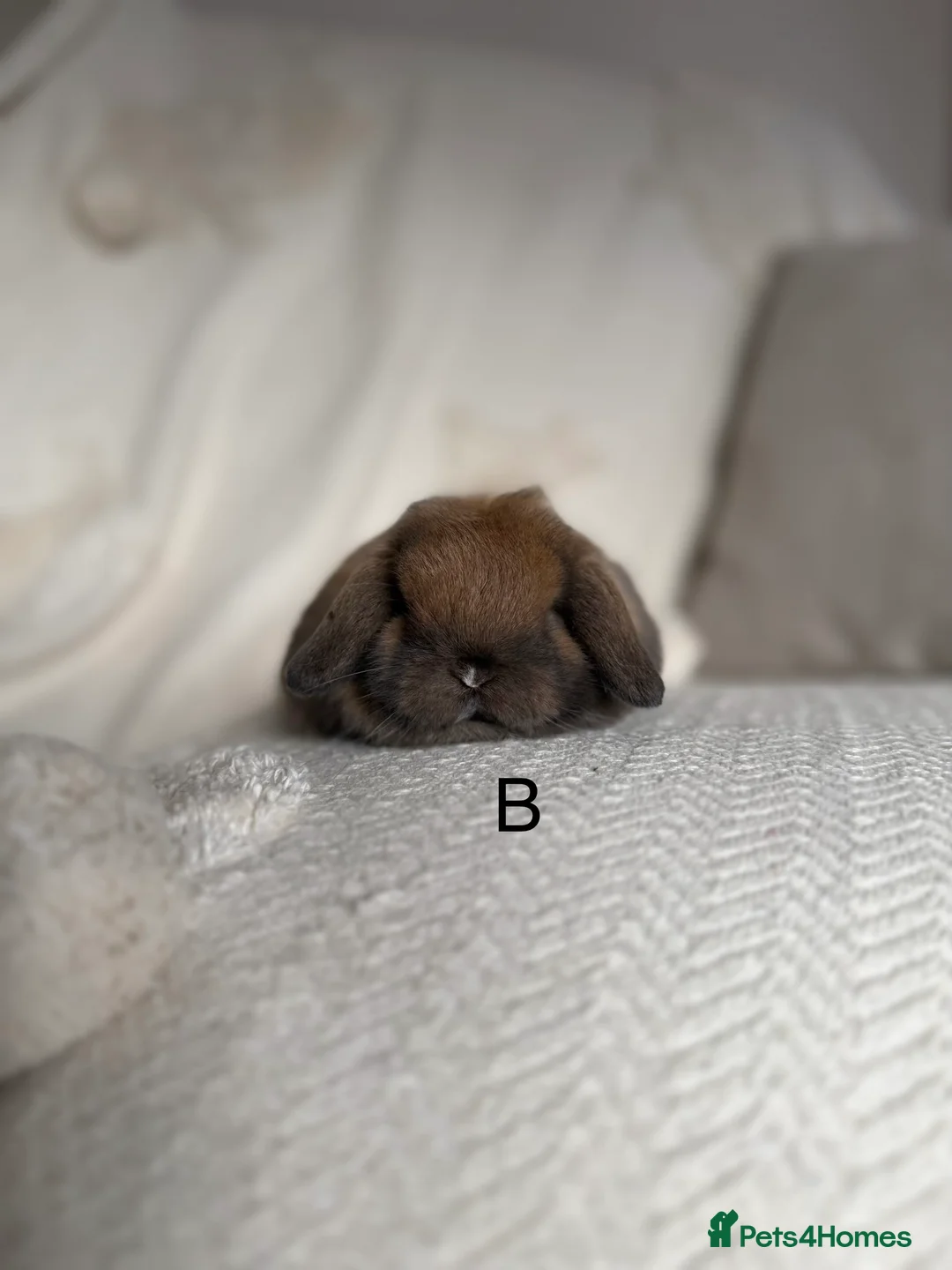 Mini Lop rabbits for sale: Sooty fawn Mini lops - Advert 7