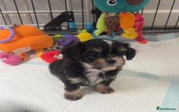 Mixed Breed dogs for sale: Tini Malchi puppies  - Image 35