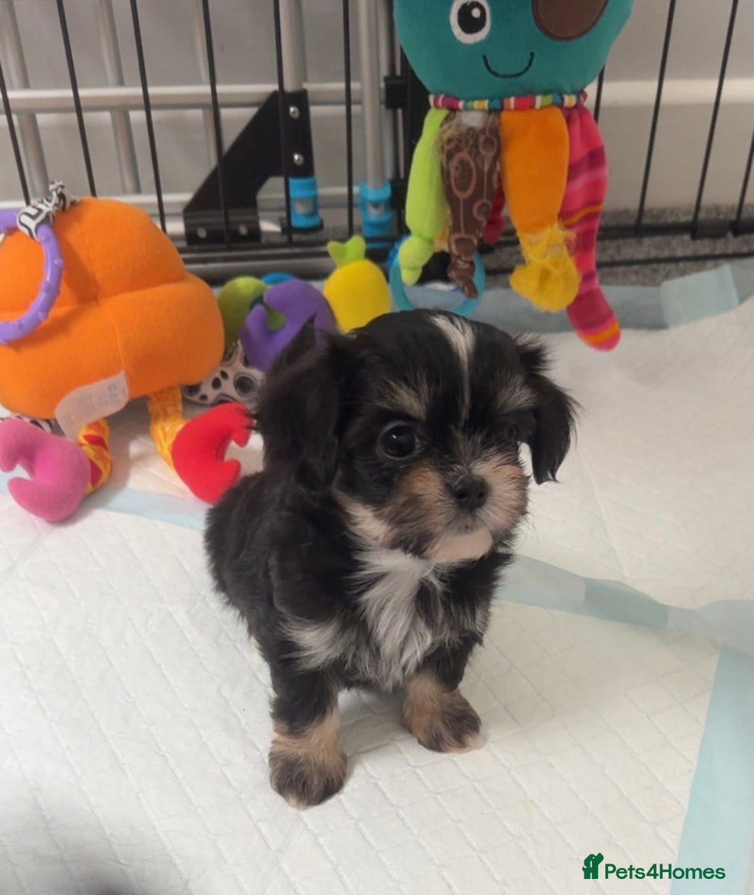 Mixed Breed dogs for sale: Tini Malchi puppies  - Image 35
