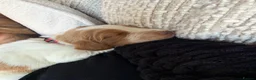 Cocker Spaniel dogs for sale: 🐾❤️ BEAUTIFUL WORKING COCKER SPANIEL PUPPIES ❤️🐾 - Advert 11