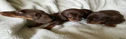 Miniature Dachshund dogs for sale: Beautiful kc miniature dachshund puppies - Advert 5