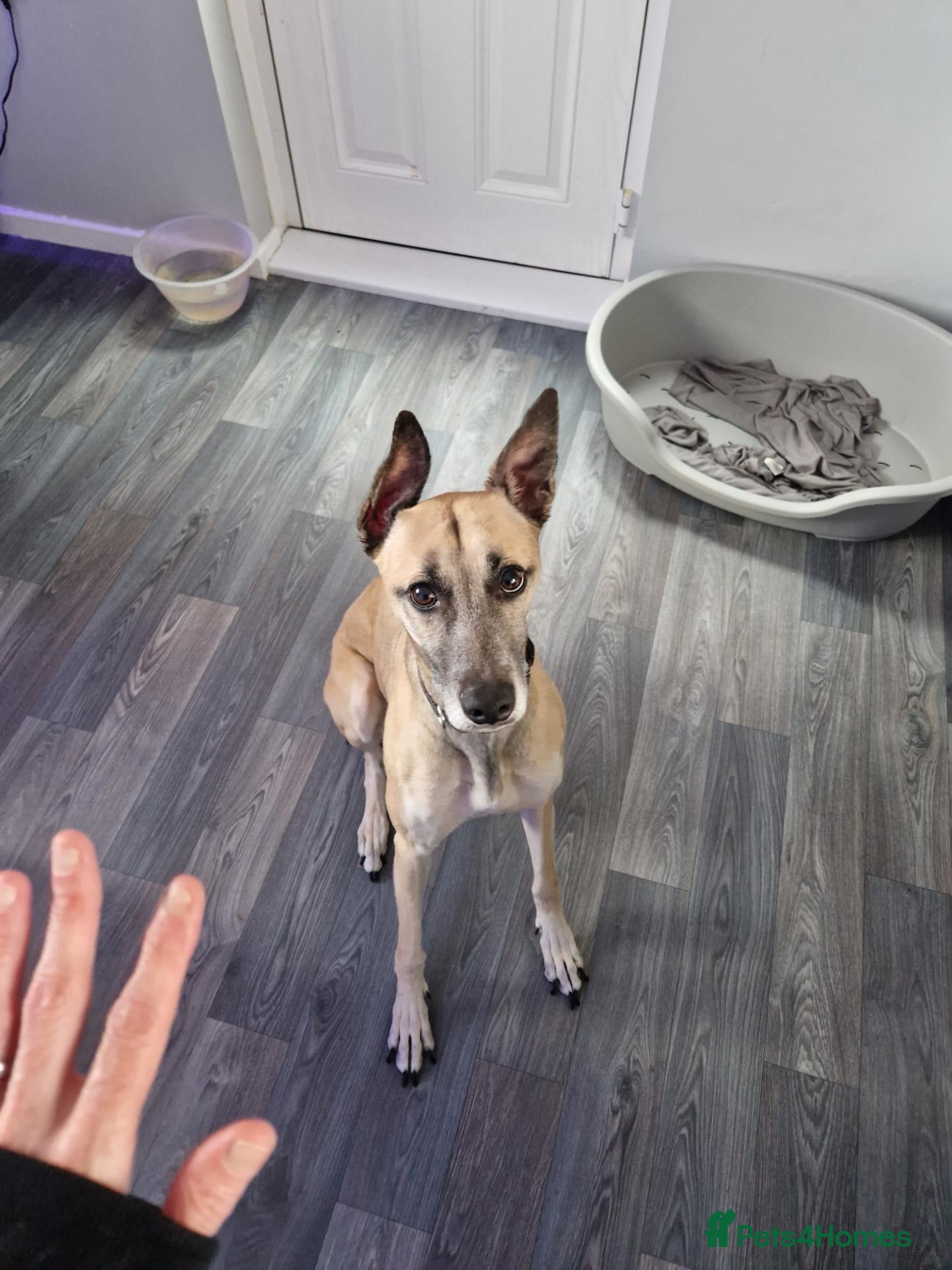 Whippet dogs Beautiful 3 year old boy needs forever home - Advert 4