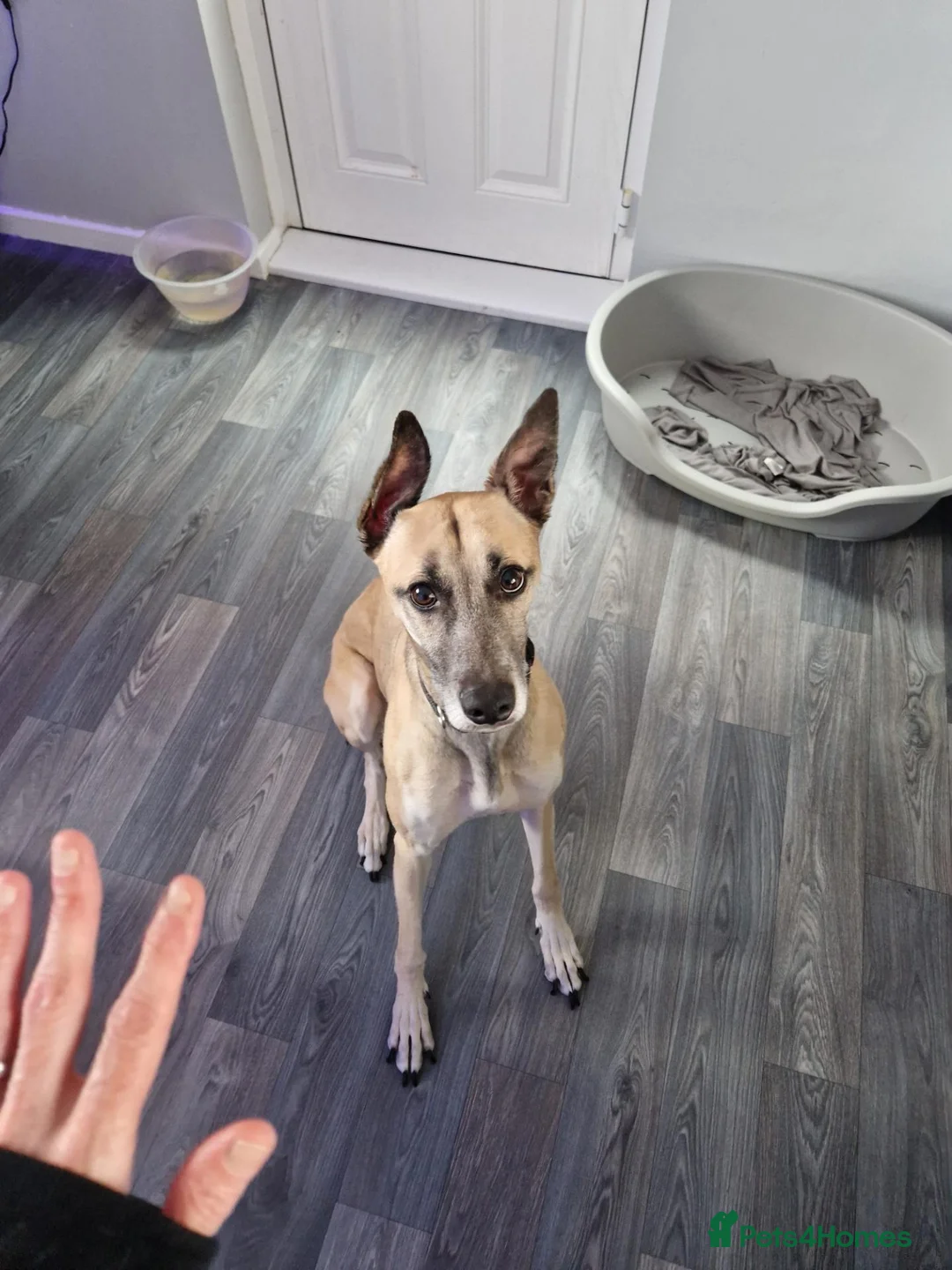 Whippet dogs for sale: Beautiful 3 year old boy needs forever home - Advert 1