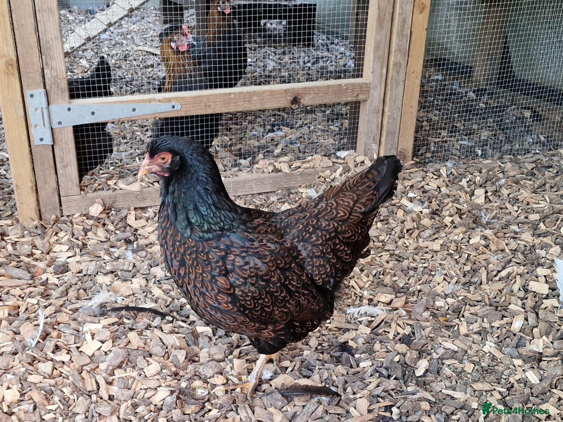 Chickens poultry for sale: Barnevelder chickens  - Advert 13