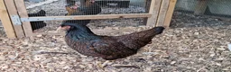 Chickens poultry for sale: Barnevelder chickens  - Advert 1