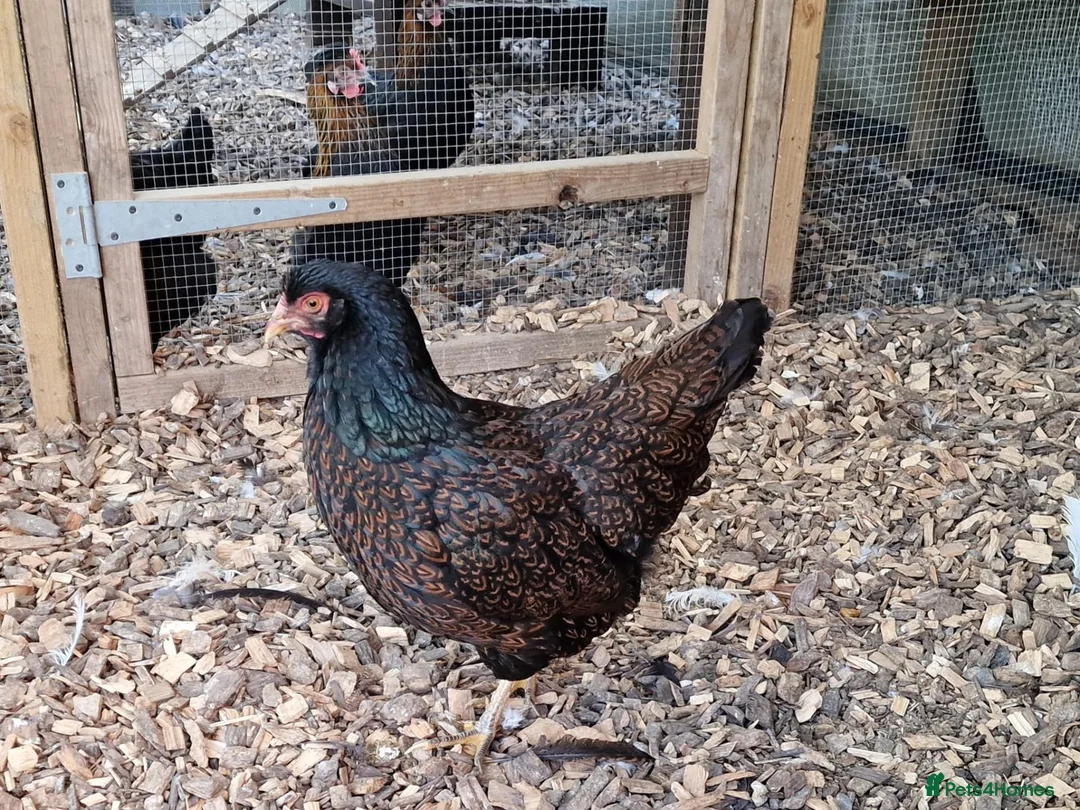 Chickens poultry for sale: Barnevelder chickens  - Advert 1