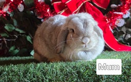 Mini Lop rabbits for sale: Pure mini lop babies  - Advert 19