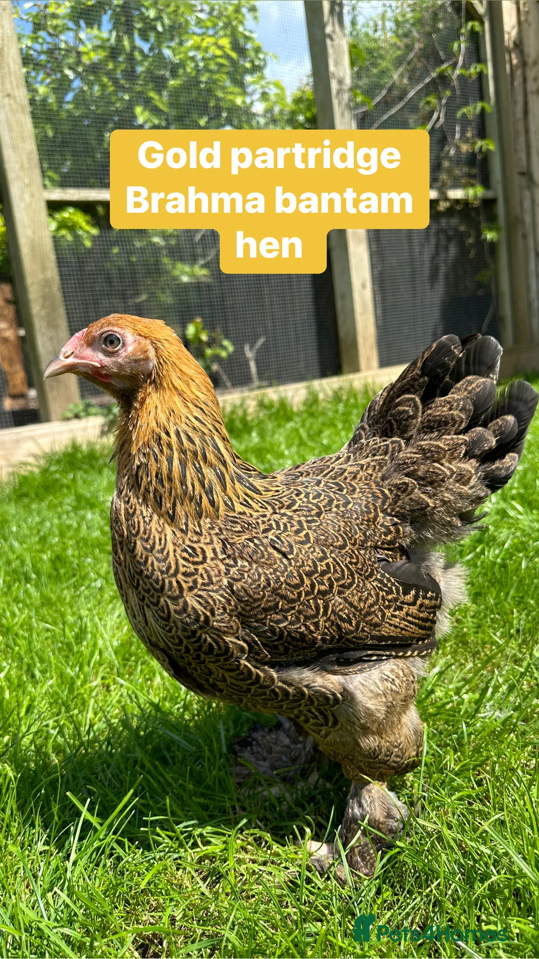 Chickens poultry for sale: Pure breed bantam hens at point of lay - Advert 8