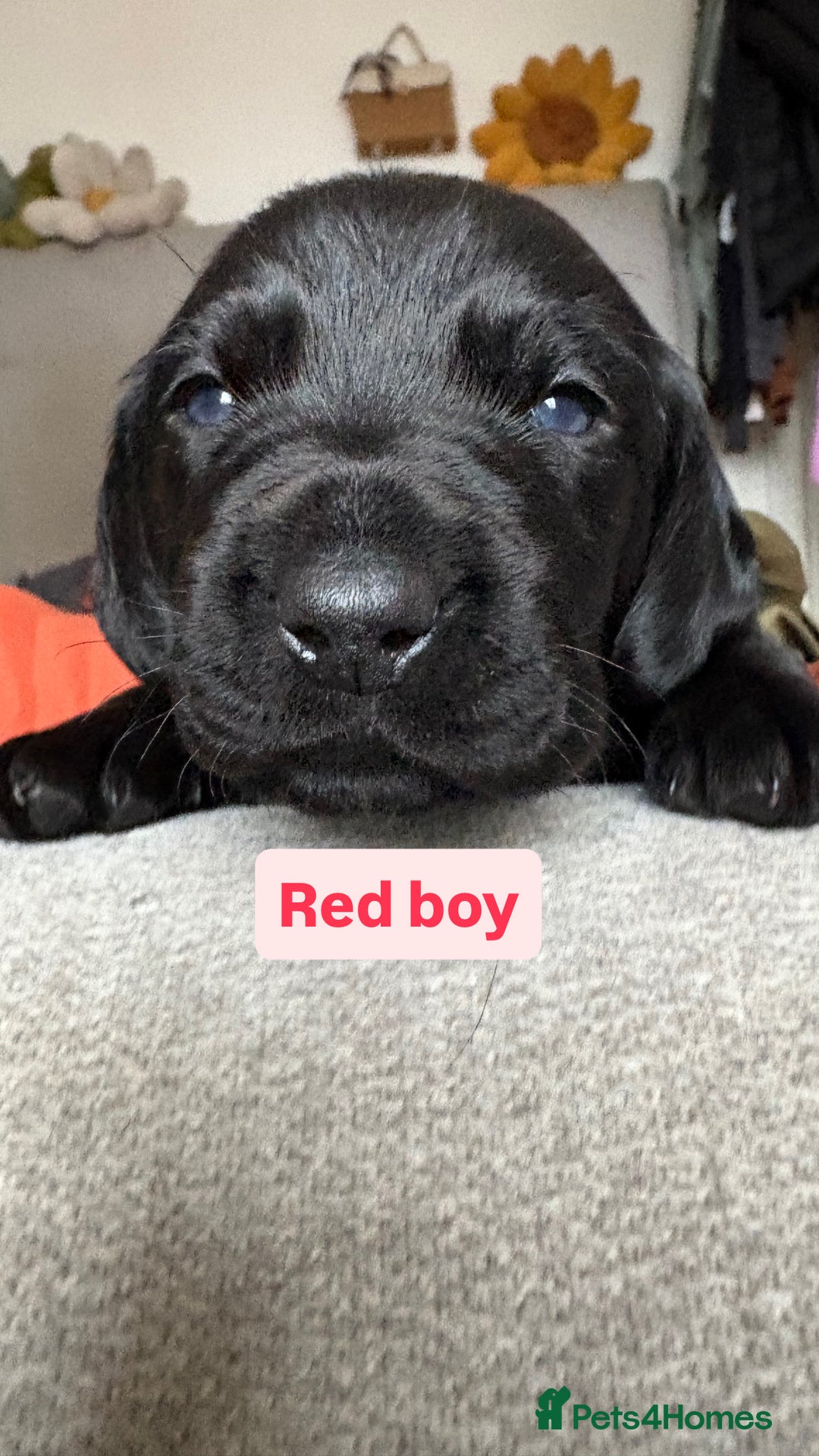 Labradoodle dogs for sale: mini labradoodle mix / LAST 2 GIRLS READY NOW! - Advert 13