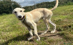 Mixed Breed dogs for adoption: Meatball - Norwich Norfolk  - Image 15