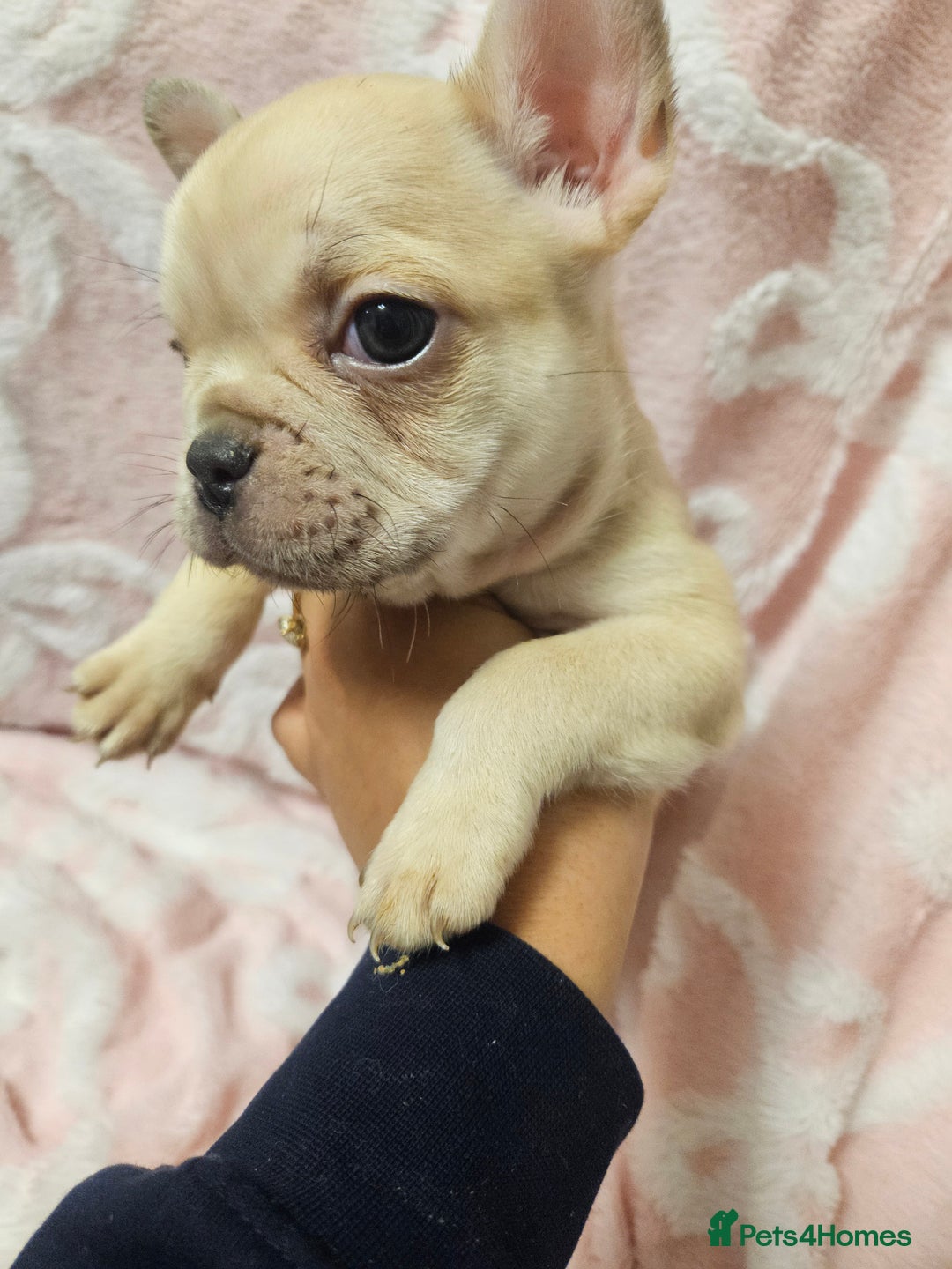 French Bulldog dogs for sale:   HIGH DNA FOR THE LOW ££ BR frenchie boys - Advert 9