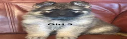German Shepherd dogs for sale: Chunky, Long Coated German Shepherds - Advert 21