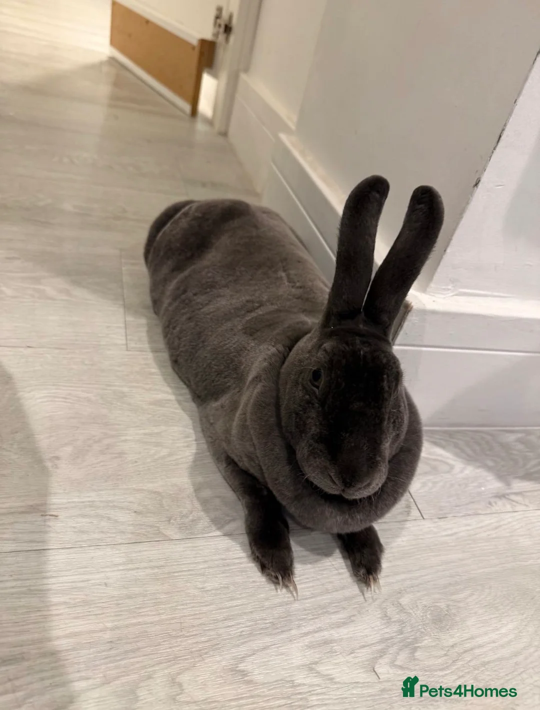 Mixed Breed rabbits for sale: Mixed Rex breed  - Advert 1