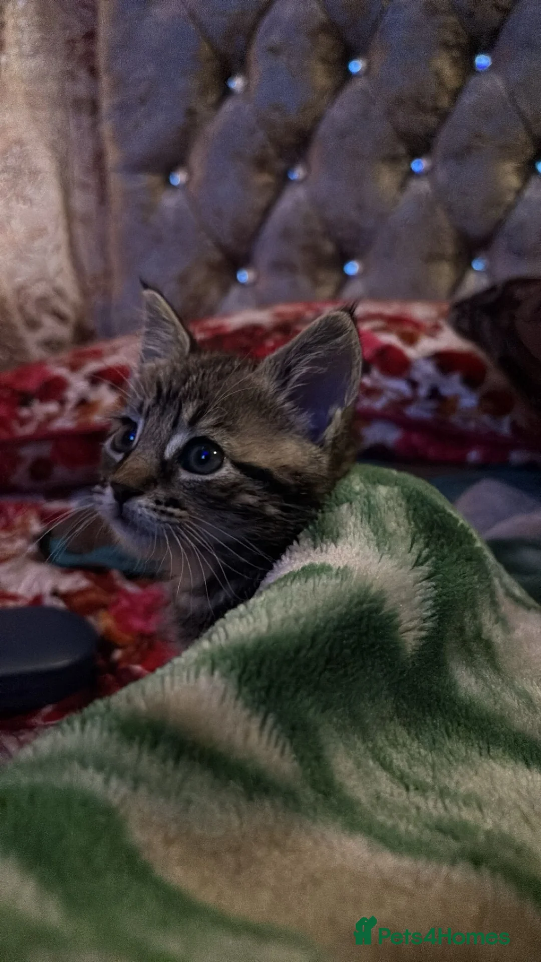 Mixed Breed cats for sale: Young Male Kitten Needs Patient Loving Home in Bradford - Advert 2